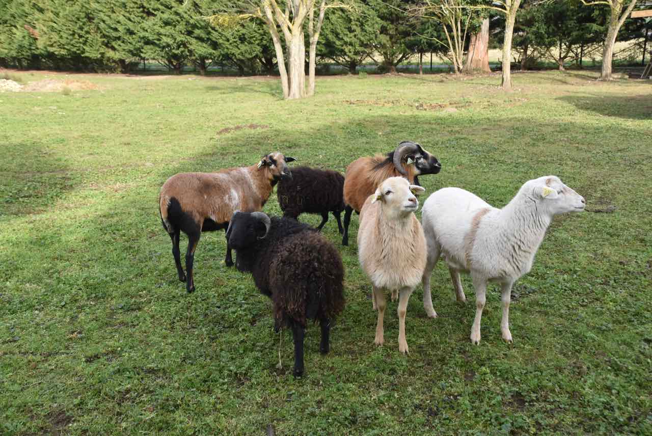 moutons dans un pré