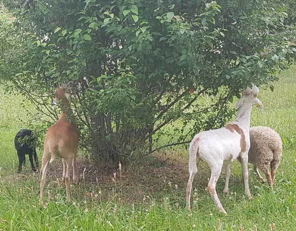 moutons autour d'un arbre