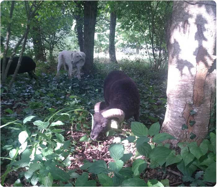 Moutons dans la forêt