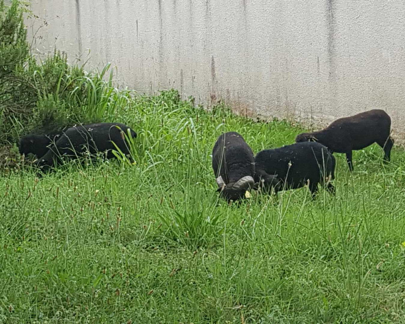 moutons près d'un mur